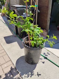 Pasiflora Maracuya Passion Fruit $10  3 Available 