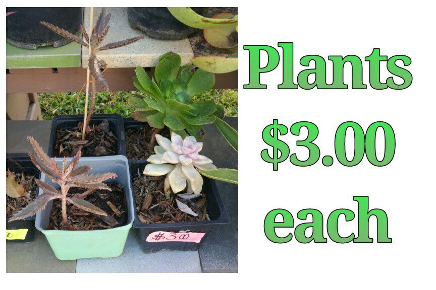 Plants $3 each