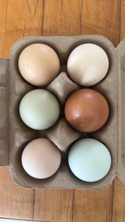 Farm fresh eggs!🥚