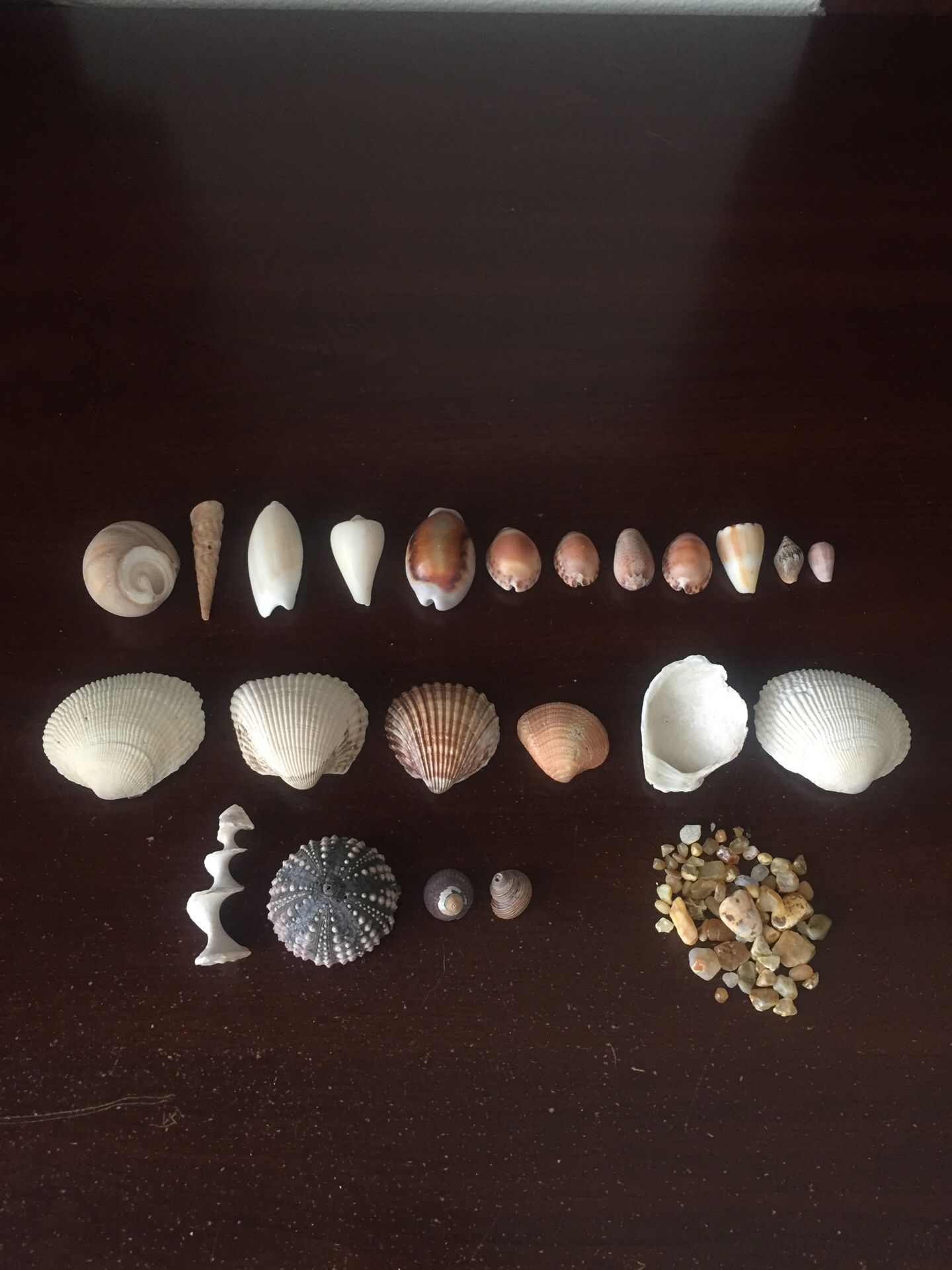 Seashells and Ocean Goodies