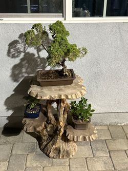 Bonsai tree shelf
