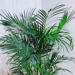 Beautiful Cat Palms