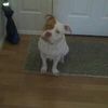 DeeGee