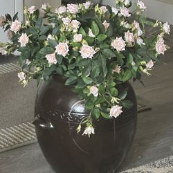 13” tall Faux Roses in Ceramic Brown Pot