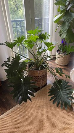 Giant houseplant in a basket