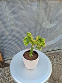 Mermaid Tail Cactus Plant 4" Ceramic pot