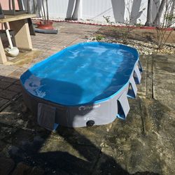 Dog Pool
