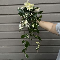 6” Hoya Queen