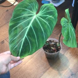 Rare Plant Bundle *Philodendron*
