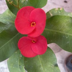 Corona De Cristo En Maceta De Un Galón Su Precio Es $20
