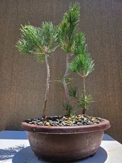 Japanese Black Pine Bonsai Tree