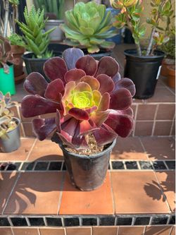 Aeonium Arboreum 'Zwartkop' Black Rose Succulent