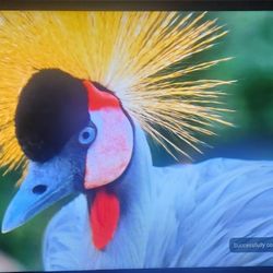 SHARP AQUOS 60" HDTV