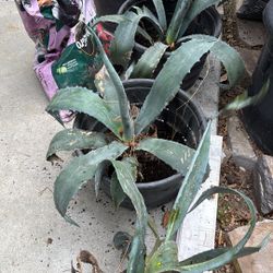 Blue Agave