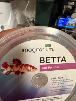 Koi betta
