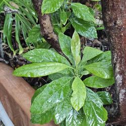 Avocado Tree Zutano.