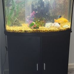 Bow Glass Fish Tank And Costom Stand