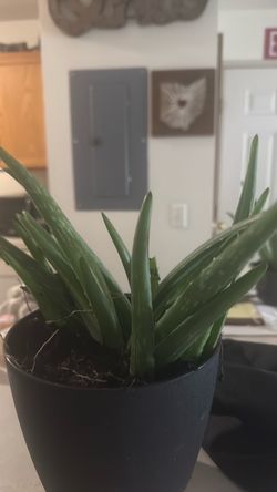 Aloe  Vera