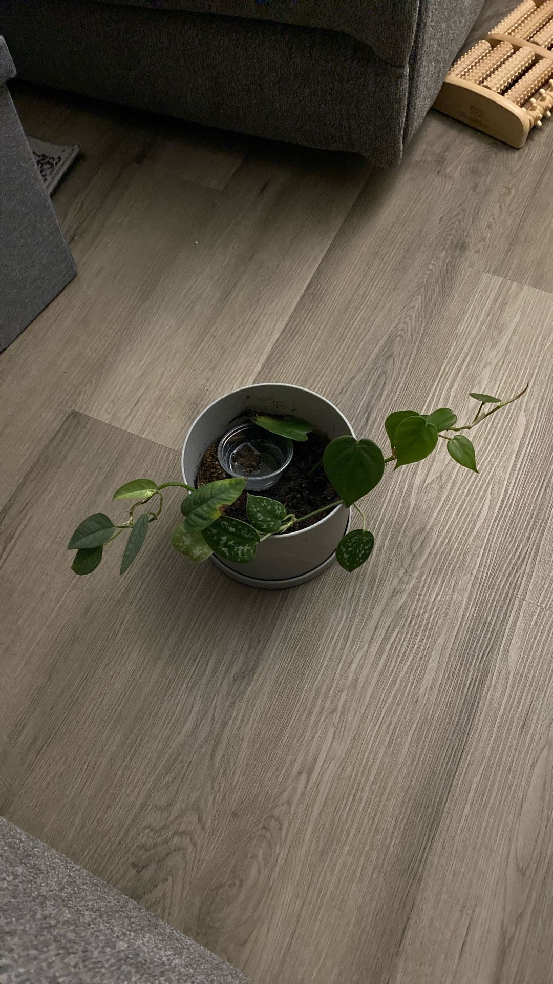Three Potted Plants Silver Pothos, Pothos And Cebu Blue