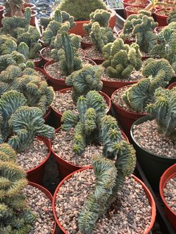 Blue candle cactus in 6” pots $11 each