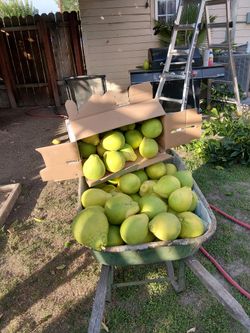 Grapefruit