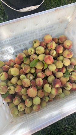 Green peaches