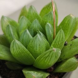 Succulent