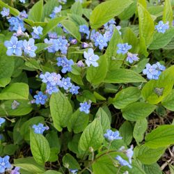 Siberian Bugloss (Brunnera macrophylla) Plants For Sale!