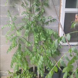 Ciruelo Mexicano (Rojo)