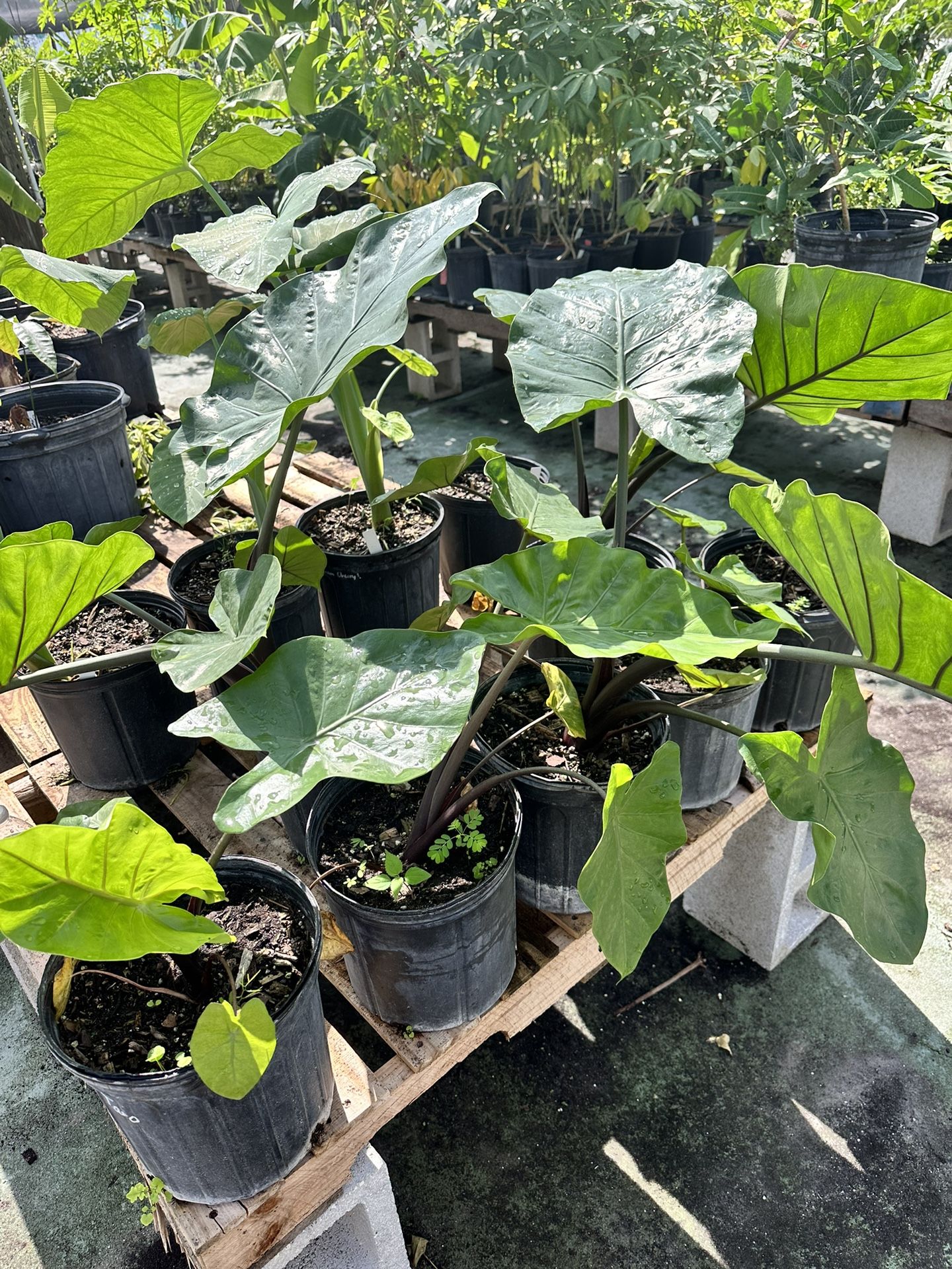 Dark Heart Alocasia - New Nursery In Broward!