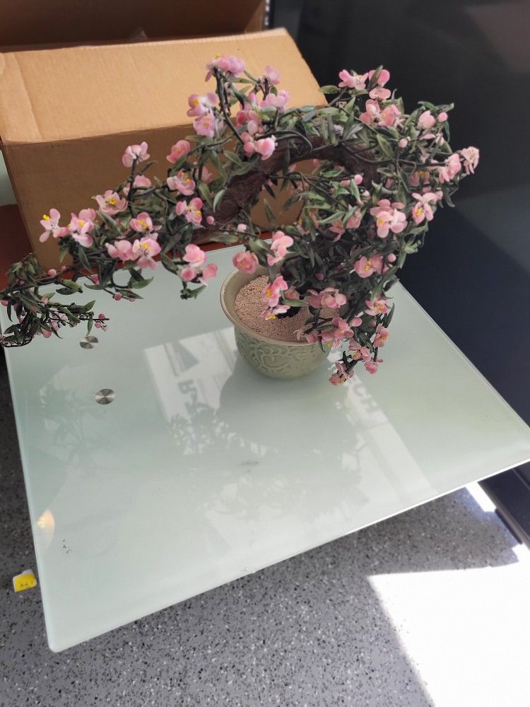 Bonsai Tree