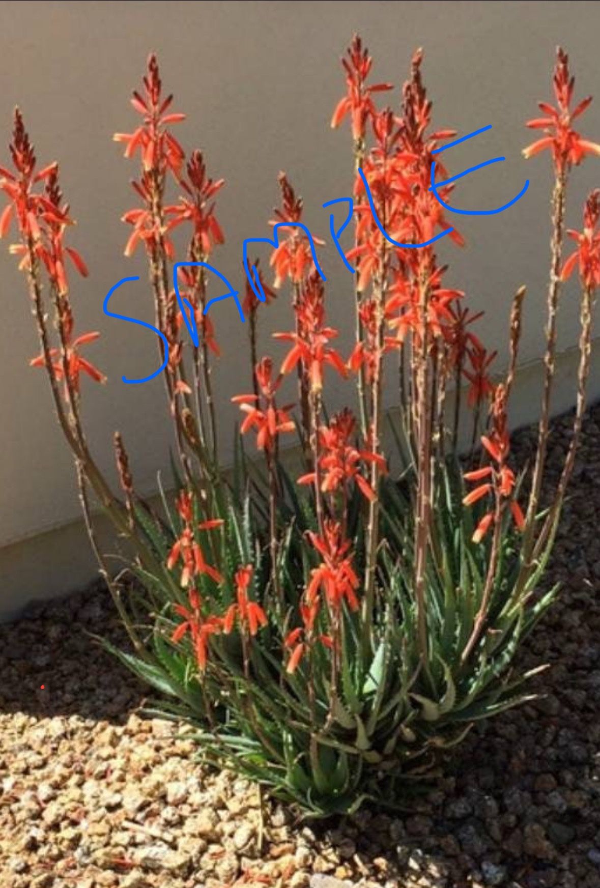 Blue Elf Aloe – Compact Succulent with Hummingbird Blooms – $10 each