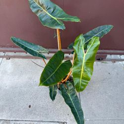8” philodendron billietae 