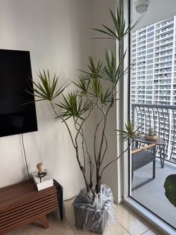 Dracaena Marginata Indoor Plant