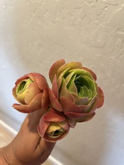 Gorgeous Aeonium Rose Blushing Succulent Vibrant Colors $1 Each