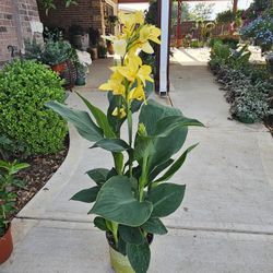 Yellow Canna Lyli PLANTS ARRIVE, BEAUTIFUL AND HEALTHY. $25 EACH