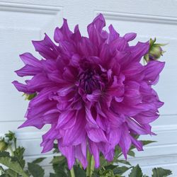 Planta De Flor De Dhalia Con Flores Gigantes, Es Planta Para Patio Con Sol De La Mañana Oh Puro Sol  Está En Maceta De 5 Gallones Pick Up Only