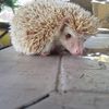 Gori