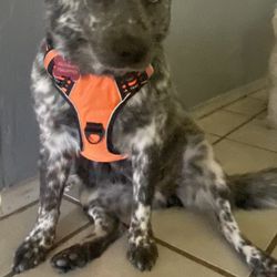 Orange dog Harness $20