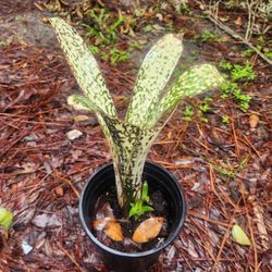 Billbergia Bromiliad