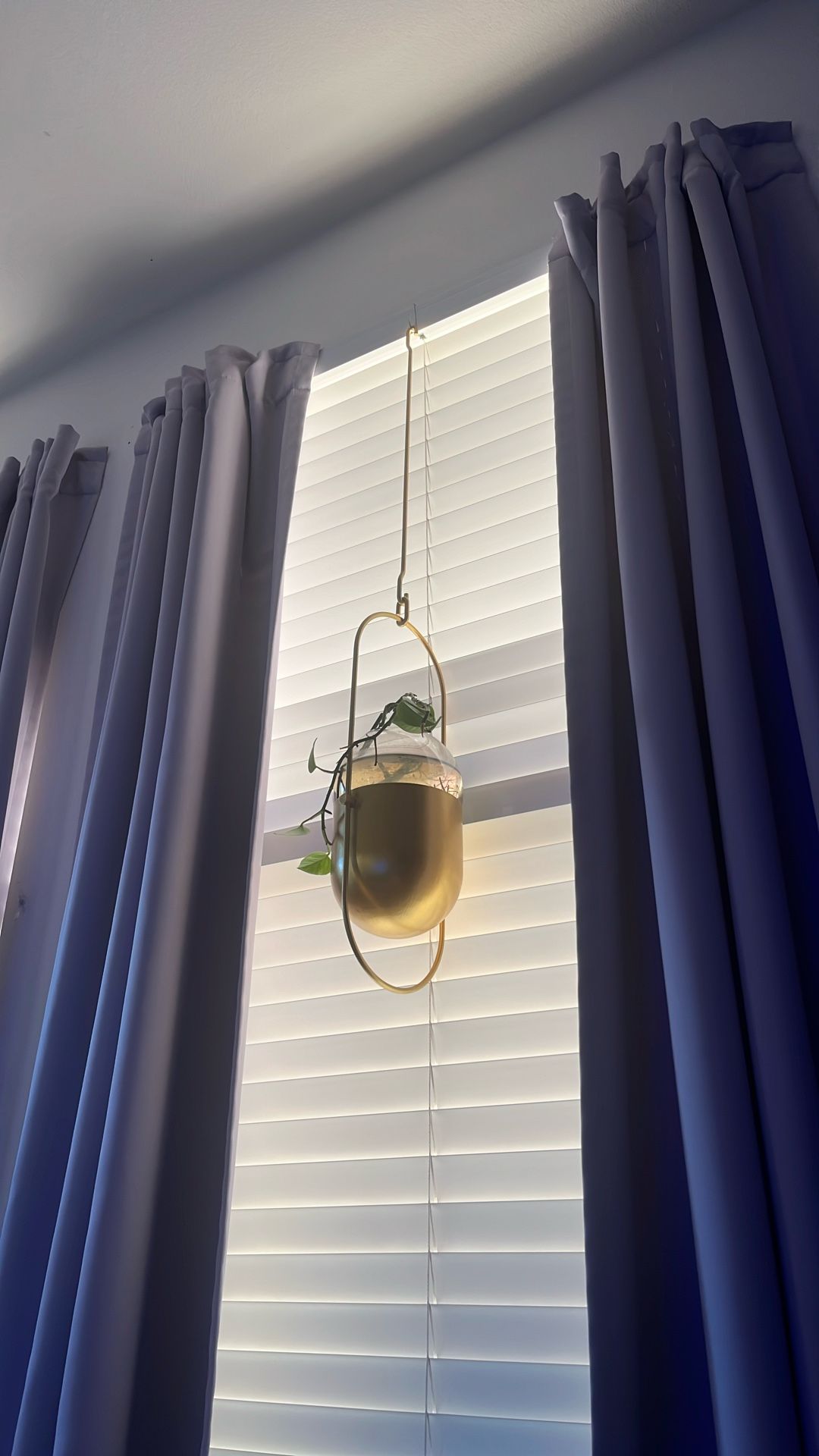 Hanging Plant