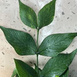 Hoya Polyneura Broget $5 Per Node