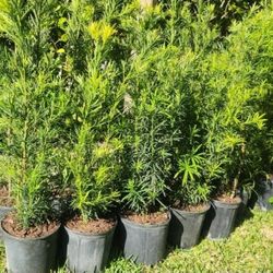Beautiful Podocarpus Plants For Privacy!!! 3 Feet Tall! Fertilized 