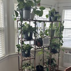Indoor Plants & Cuttings 