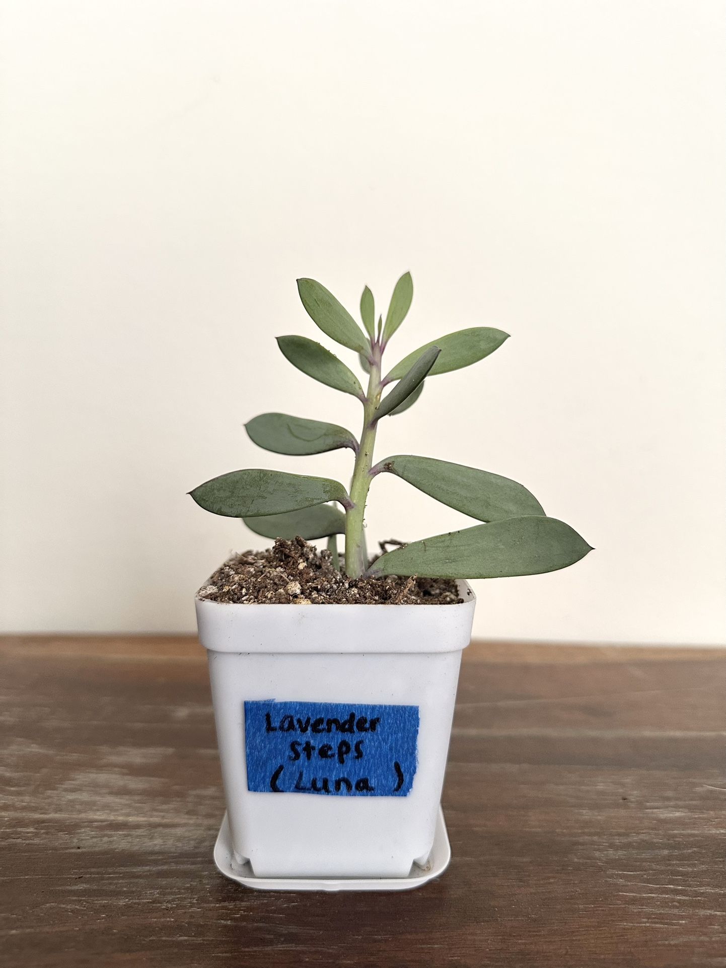 Lavender steps, Propeller plant, Easy succulent houseplant 🪻🌱