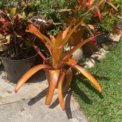 Orange Sun Bromeliad Plants