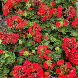 GERANIUMS 
