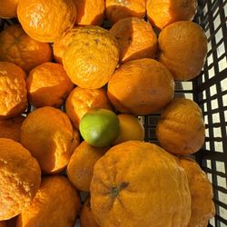 Crazy Sweet Tangerine 