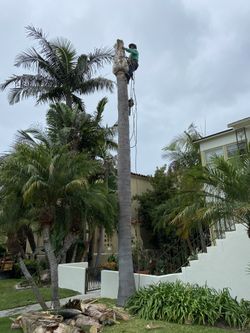 Trimming & Pruning
