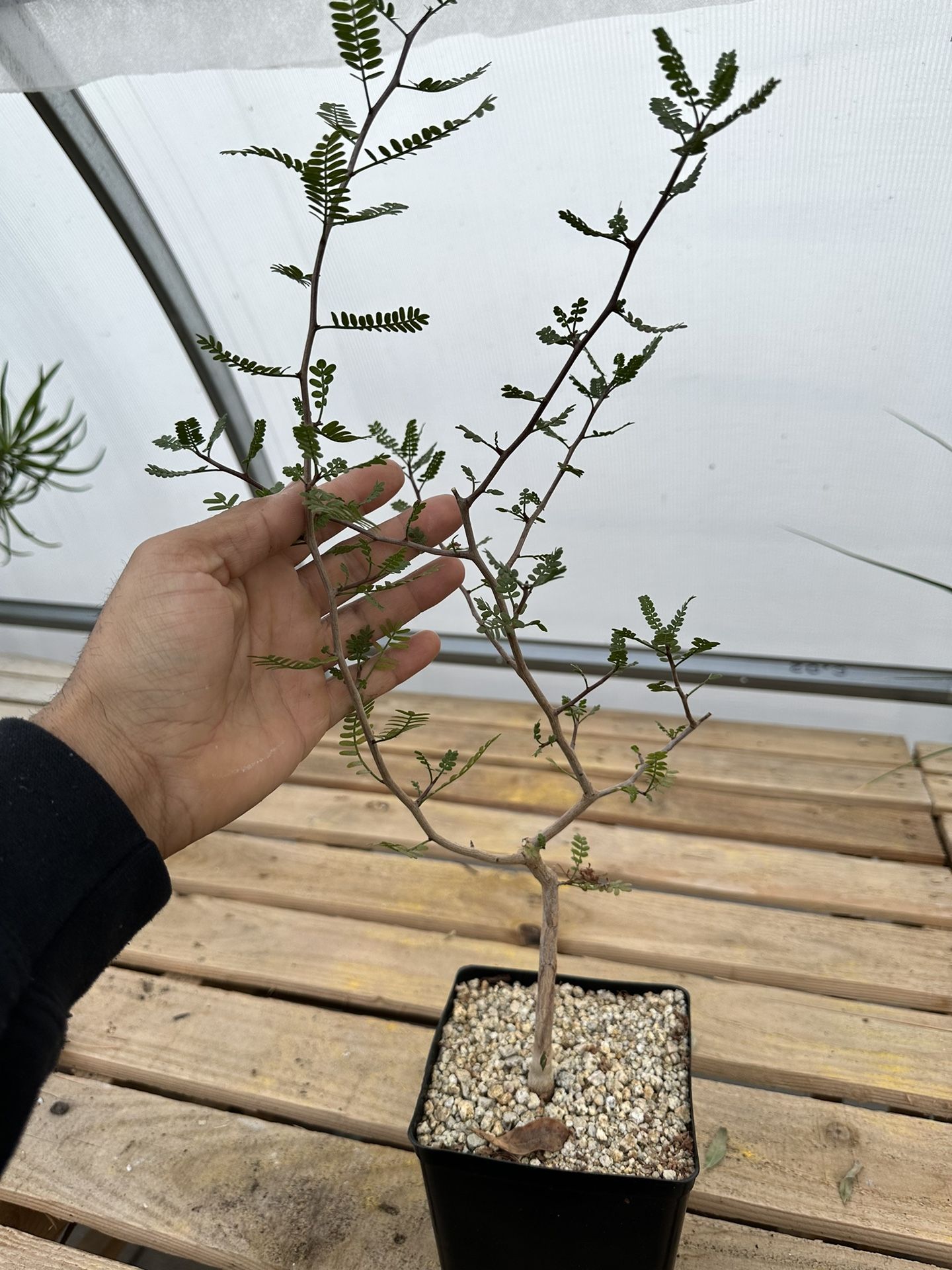 Bursera Microphylla , Beautiful Caudex Tree